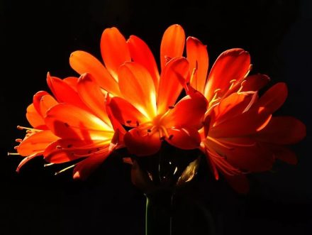 src=http___5b0988e595225.cdn.sohucs.com_images_20190127_5349a422f8c342469ac9ff895d6aee2d.jpeg&refer=http___5b0988e595225.cdn.sohucs